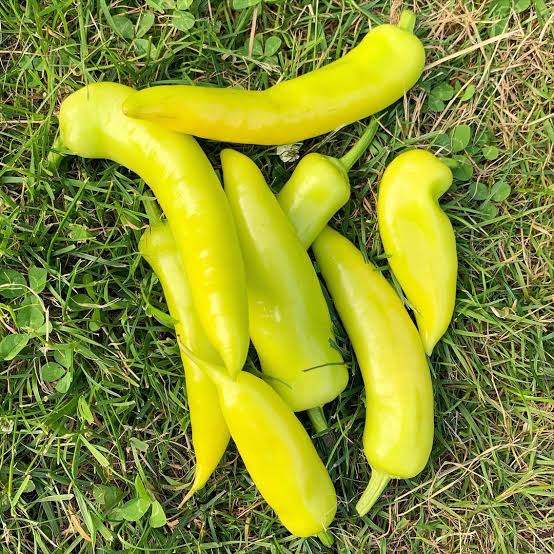 Semillas Rojas de Chile Picante – Herencia, No OGM, Alta Germinación, Semillas Orgánicas para Jardín