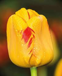 Pink Yellow Tulip Flower Seeds Heirloom Non-GMO High Germination Organic Garden Seeds