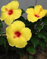 Yellow Blooming Hibiscus Flower Seeds – Heirloom, Non-GMO, High Germination Organic Garden Seeds
