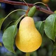 Taylor’s Gold Pear Fruit Seeds for Planting – Sweet, Hardy Pears, Heirloom &amp; Non-GMO Seeds for Home Gardens High Germination Organic Garden Seeds