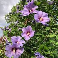 Violet Alyogyne Flower Seeds – Heirloom Non-GMO High Germination Organic Garden Seeds
