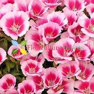 Pink Godetia Flower Seeds – Heirloom, Non-GMO High Germination Seeds for Planting | Organic Garden Seeds