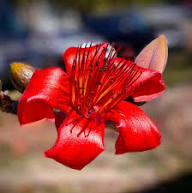 Red Kapok Flower Seeds – Heirloom Non-GMO High Germination Organic Garden Seeds for Planting