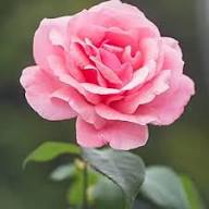 Rare Pink Rose Flower Seeds Heirloom Non-GMO High Germination Organic Garden Seeds for Planting
