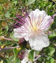 Purple White Caper Flower Seeds Heirloom Non-GMO High Germination Organic Garden Seeds for Planting