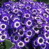 Purple Cineraria Flower Seeds for Planting – Heirloom, Non-GMO, High Germination Organic Garden Seeds