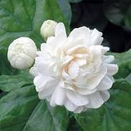 White Yellow Jasminum Sambac Flower Seeds – Heirloom Non-GMO High Germination Organic Garden Seeds
