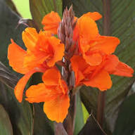 Orange Canna Lilly Flower Seeds – Heirloom, Non-GMO, High Germination Seeds