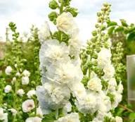 White Double Petal Hollyhock Flower Seeds Heirloom Non-GMO High Germination Organic Garden Seeds for Planting