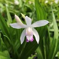 White Bletilla Flower Seeds Heirloom Non-GMO High Germination Organic Garden Seeds