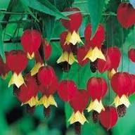 Semillas de Flores de Linterna Roja Trepadora – Herencia, No-OMG, Alta Germinación, Semillas Orgánicas para Jardinería