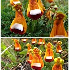 Orange Calceolaria Uniflora Flower Seeds – Heirloom, Non-GMO, High Germination Seeds