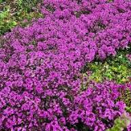 Pink Climbing Thyme Flower Seeds Heirloom Non-GMO High Germination Organic Garden Seeds