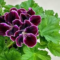 Purple Geranium Flowers Seeds Heirloom Non-GMO High Germination Organic Garden Seeds for Planting