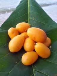 Spondias Seeds Yellow – Heirloom, Non-GMO, High Germination Organic Garden Seeds for Planting