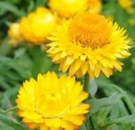 Yellow Strawflower Seeds Heirloom Non-GMO High Germination Organic Garden Seeds