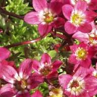 Semillas de flores de saxífraga roja, reliquia, sin OMG, alta germinación, semillas orgánicas para jardín