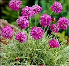 Giant Armeria Flower Seeds Pink Heirloom Non-GMO High Germination Organic Garden Seeds