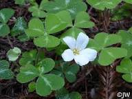 Purple Oxalis Violacea Flower Seeds Heirloom Non-GMO High Germination Organic Garden Seeds for Planting