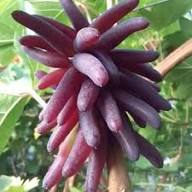 Mixed Finger Grape Fruit Seeds – Heirloom, Non-GMO, High Germination Organic Garden Seeds