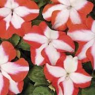 Red White Impatiens Flower Seeds – Heirloom Non-GMO High Germination Organic Garden Seeds for Planting