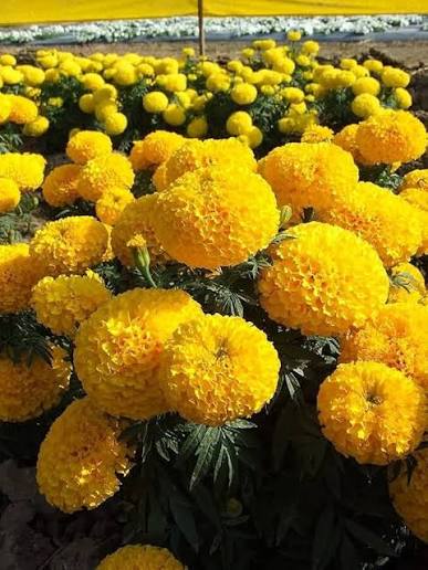 Mexican Marigold Seeds for Planting – Heirloom, Non-GMO Garden Seeds