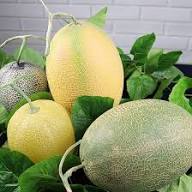 Babaco Papaya Vasconcellea heilbornii Fruit Tree Seeds for Planting Heirloom Non-GMO High Germination Organic Garden Seeds
