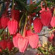 Red Crinodendron Flower Seeds for Planting – Heirloom, Non-GMO, High Germination Organic Garden Seeds