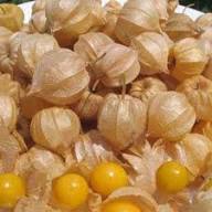 Yellow Alkekengi Seeds Heirloom Non-GMO High Germination Organic Garden Seeds for Planting