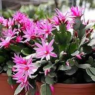 Purple Schlumbergera Flower Seeds for Planting – Heirloom, Non-GMO, High Germination Organic Garden Seeds
