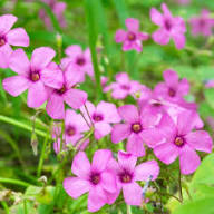 Sorrel Flower Seeds for Planting – Heirloom, Non-GMO, High Germination Organic Garden Seeds