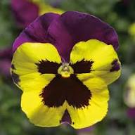 Yellow Purple Pansy Flower Seeds – Heirloom, Non-GMO, High Germination Seeds