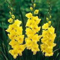Gladiolus Yellow Flower Seeds – Heirloom, Non-GMO, High Germination Seeds