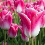 Pink White Tulips Flower Seeds for Planting – Heirloom, Non-GMO, High Germination