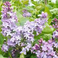 Purple Lilac Flower Seeds Heirloom Non-GMO High Germination Organic Garden Seeds for Planting