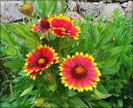 Red Yellow Lorenziana Flower Seeds for Planting – Heirloom Non-GMO High Germination Organic Garden Seeds