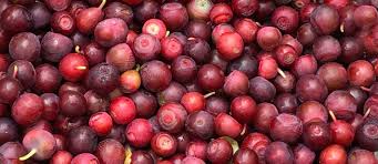 Huckleberry Fruit Seeds – Heirloom, Non-GMO, High Germination Organic Garden Seeds