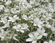 White Burren Flower Seeds – Heirloom, Non-GMO, High Germination Organic Garden Seeds for Planting