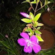 Tibouchina Granulosa Flower Seeds Heirloom Non-GMO High Germination Organic Garden Seeds