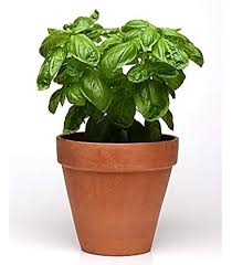Green Basil Licorice Plant Seeds Heirloom Non-GMO High Germination Organic Garden Seeds for Planting