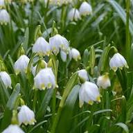 Snowdrop Flower Seeds for Planting – Heirloom, Non-GMO, High Germination Organic Garden Seeds