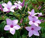 Purple Allamanda Flower Seeds Heirloom Non-GMO High Germination Organic Garden Seeds for Planting