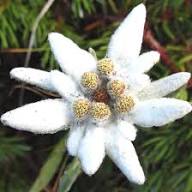Semillas de flor de Edelweiss alpina blanca – Herencia sin OMG de alta germinación