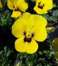 Yellow Viola Odorata Flowers Seeds – Heirloom Non-GMO Organic Garden Seeds