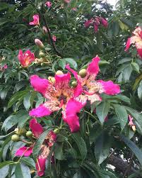 Semillas de flores de Chorisia rosada – Cimarrón, sin OGM, semillas orgánicas de alta germinación para plantar en el jardín