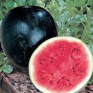 Densuke Watermelon Seeds for Planting – Heirloom Non-GMO High Germination Organic Garden Seeds