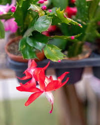 Zygocactus Truncatus Flower Seeds Red – Heirloom Non-GMO High Germination Organic Garden Seeds