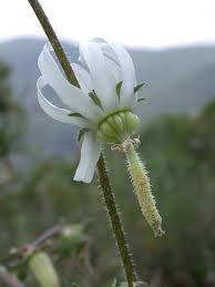 Semillas de flores blancas de Michauxia Campanuloides, reliquia, sin OMG, alta germinación, semillas de jardín orgánicas