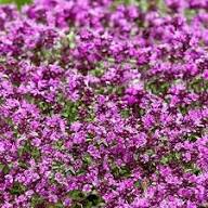 Serpyllum Flower Seeds for Planting – Heirloom, Non-GMO, High Germination Organic Garden Seeds