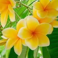 Yellow White Frangipani Flower Seeds for Planting | Heirloom Non-GMO Organic